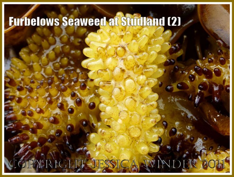 Close-up the holdfast of the Furbelows seaweed (Saccorhiza polyschides (Lightfoot) Batters, washed ashore at Studland Bay, Dorset, UK, on the Jurassic Coast 30.08.2011 (2)