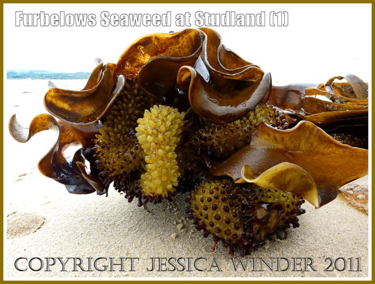 Furbelows seaweed (Saccorhiza polyschides (Lightfoot) Batters, washed ashore at Studland Bay, Dorset, UK, on the Jurassic Coast 30.08.2011 (1)