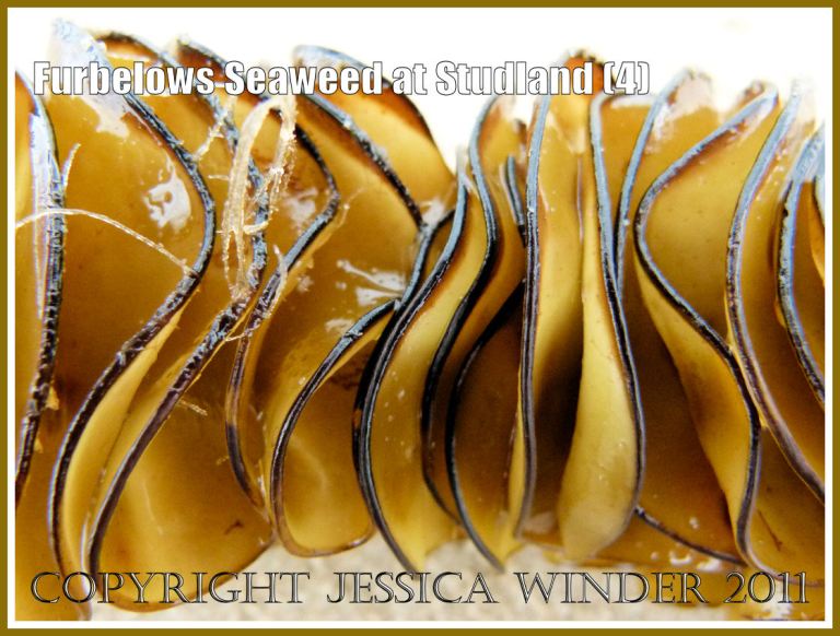 Close-up of the thin wavy folded edgeson the edge of the lower stem of the Furbelows seaweed (Saccorhiza polyschides (Lightfoot) Batters, washed ashore at Studland Bay, Dorset, UK, on the Jurassic Coast 30.08.2011 (4)