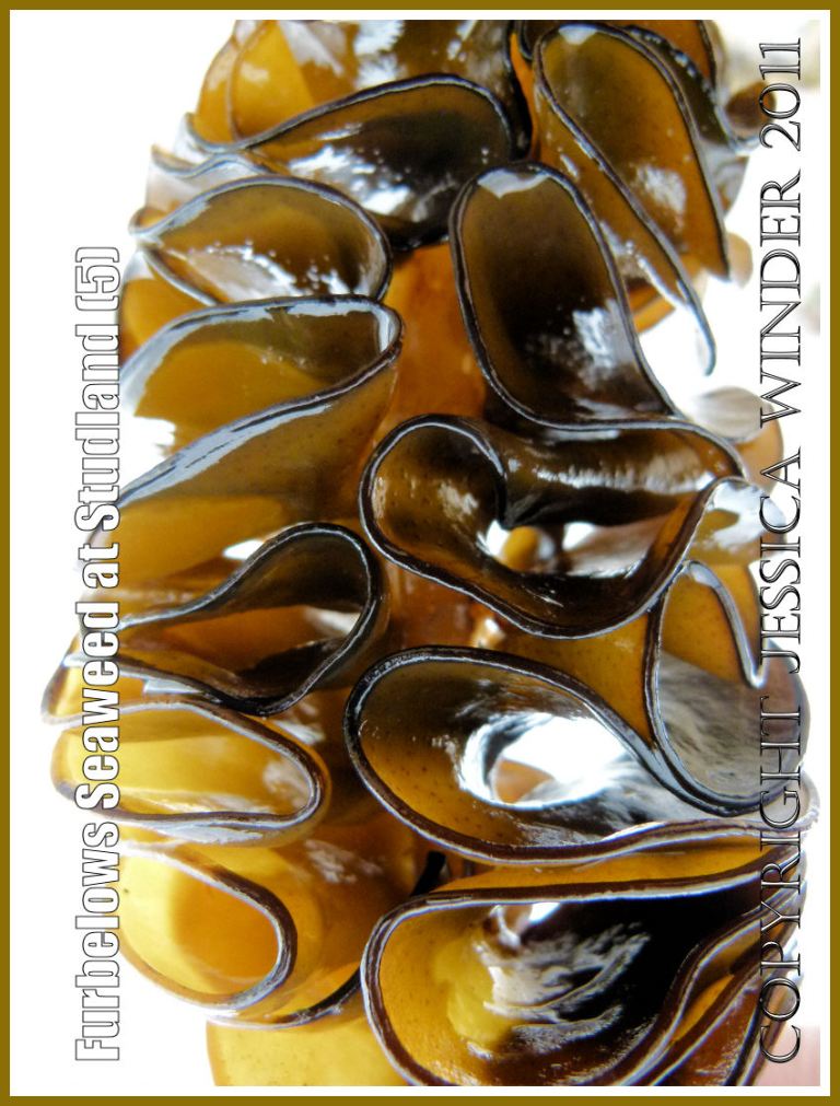 Close-up of the wavy flattened and folded edges on the edge stem of the Furbelows seaweed (Saccorhiza polyschides (Lightfoot) Batters, washed ashore at Studland Bay, Dorset, UK, on the Jurassic Coast 30.08.2011 (5)