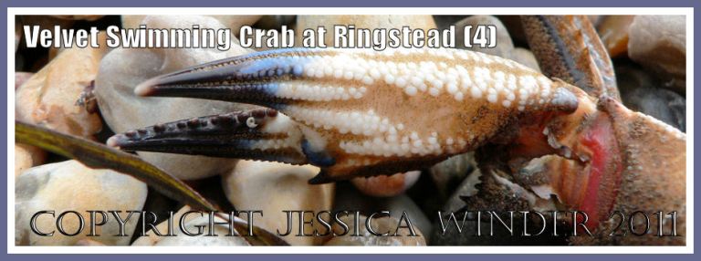 P1110778aBlog4 The colourful and sculptured front claw of the Velvet Swimming Crab Necora puber (Linnaeus) from a specimen washed up at Ringstead Bay, Dorset, UK - part of the Jurassic Coast (4) Swimming Crab claw: The colourful and sculptured front claw of the Velvet Swimming Crab Necora puber (Linnaeus) from a specimen washed up at Ringstead Bay, Dorset, UK - part of the Jurassic Coast (4)