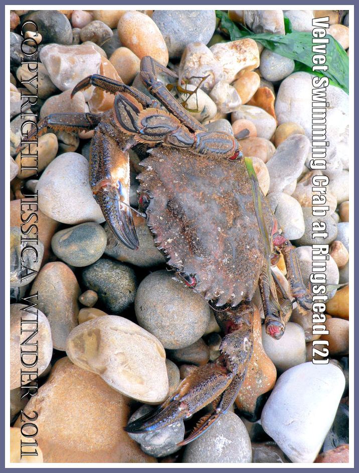 P1110781aBlog2 Velvet Fiddler, Swimming or Devil Crab - Necora puber (Linnaeus), washed up on the shingle shore at Ringstead Bay, Dorset, UK on the Jurassic Coast (2) Dorset crabs: Velvet Fiddler, Swimming or Devil Crab - Necora puber (Linnaeus), washed up on the shingle shore at Ringstead Bay, Dorset, UK on the Jurassic Coast (2)