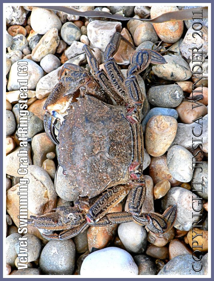 P1110785aBlog3 Velvet Fiddler, Swimming or Devil Crab - Necora puber (Linnaeus), washed up on the shingle shore at Ringstead Bay, Dorset, UK on the Jurassic Coast (3) Ringstead Bay crab: Velvet Fiddler, Swimming or Devil Crab - Necora puber (Linnaeus), washed up on the shingle shore at Ringstead Bay, Dorset, UK on the Jurassic Coast (3)