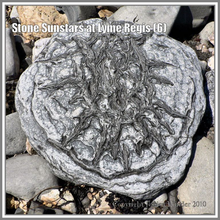 Sunstar stone from Lyme Regis, Dorset, UK, on the Jurassic Coast (6) Sunstar stone from Lyme Regis, Dorset, UK, on the Jurassic Coast (6)