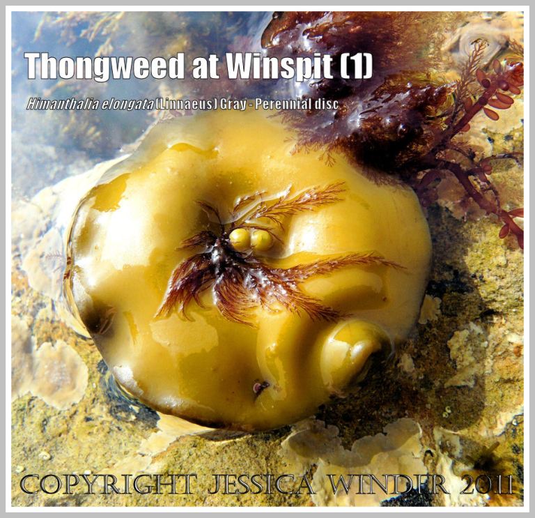 The button-shaped fixed perennial frond of Thongweed that seasonally bears, and sheds, long fertile straps; on rocks at Winspit, Dorset, UK - part of the Jurassic Coast (1)