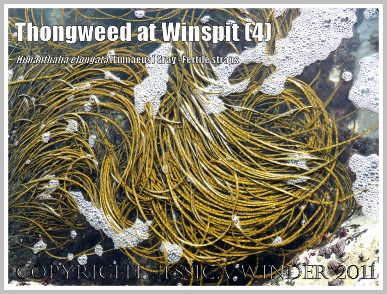 Loosely coiled strands of long, mottled yellow-green reproductive straps of Thongweed, floating in a deep rock pool at Winspit, Dorset, UK - part of the Jurassic Coast (4)