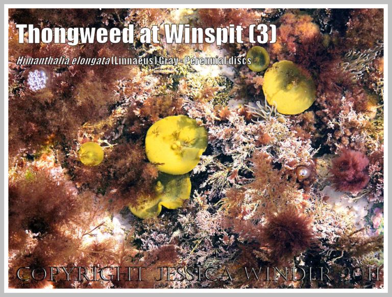 Pale, olive green, mushroom-shaped, fixed perennial fronds of Thongweed that seasonally bear, and shed, the more commonly found long fertile straps; on rocks with Coral Weed and red algae at Winspit, Dorset, UK - part of the Jurassic Coast (3)