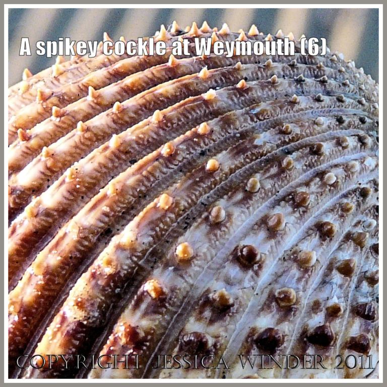 P1220099bBlog6 Detail of the ornamentation on an undetermined species of cockle shell found at Weymouth Bay, Dorset, UK, part of the Jurassic Coast (6) Detail of the ornamentation on an undetermined species of cockle shell found at Weymouth Bay, Dorset, UK, part of the Jurassic Coast (6)