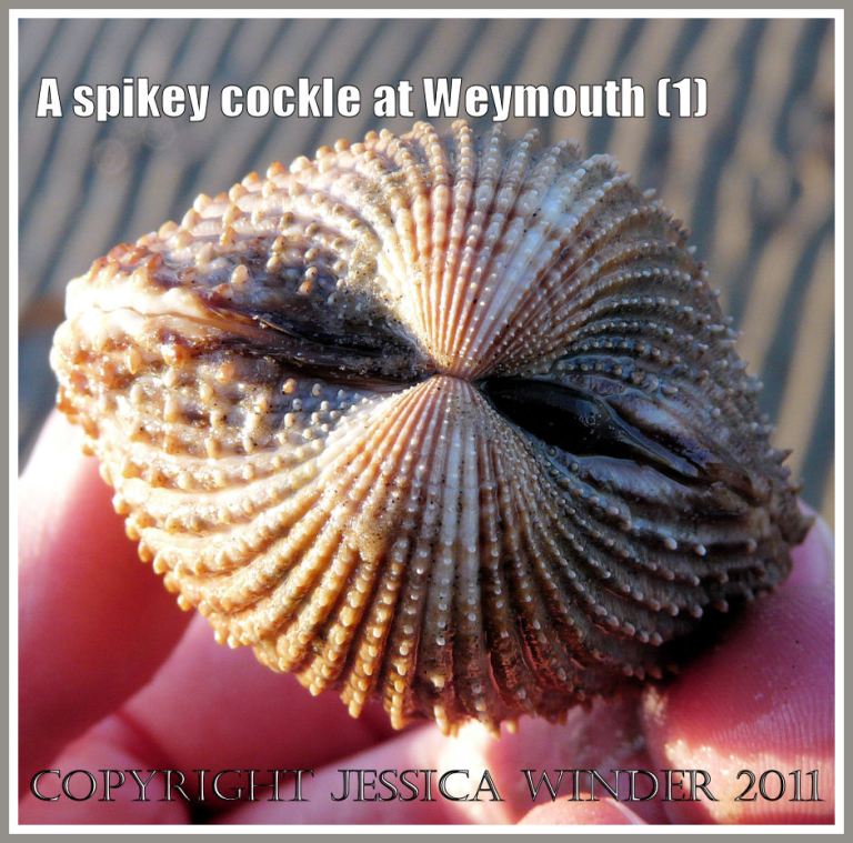 P1220100aBlog1 A living cockle with spines on the shell from Weymouth Bay, Dorset, UK, part of the Jurassic Coast (1) A living cockle with spines on the shell from Weymouth Bay, Dorset, UK, part of the Jurassic Coast (1)