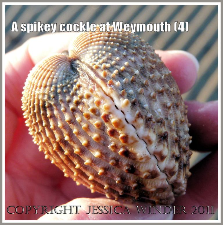 P1220103aBlog4 Another aspect of a living cockle with spines on the shell from Weymouth Bay, Dorset, UK, part of the Jurassic Coast (4) Another aspect of a living cockle with spines on the shell from Weymouth Bay, Dorset, UK, part of the Jurassic Coast (4)