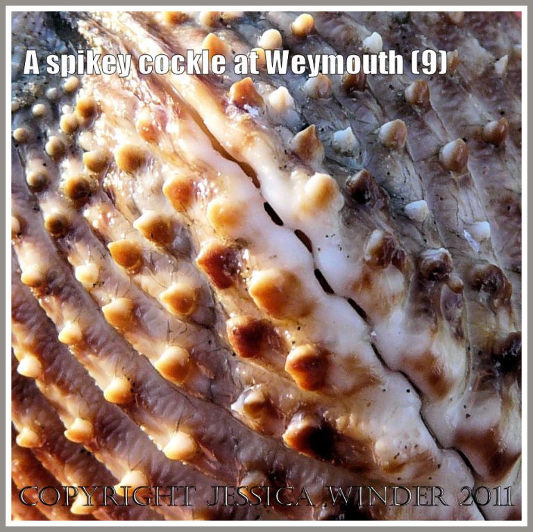 P1220103bBlog9 Detail of the crenellated valve margins of an undetermined species of cockle shell found at Weymouth Bay, Dorset, UK, part of the Jurassic Coast (9) Detail of the crenellated valve margins of an undetermined species of cockle shell found at Weymouth Bay, Dorset, UK, part of the Jurassic Coast (9)