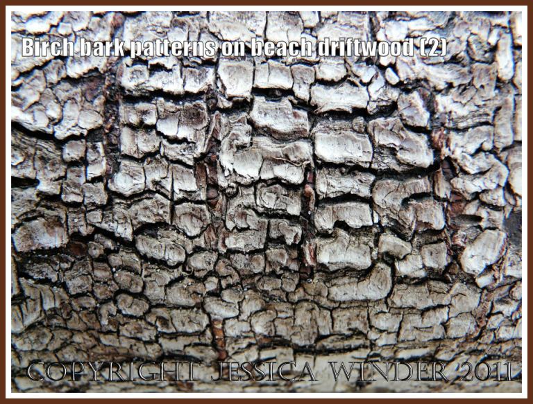 P1240122aBlog2 Coarse, dark, reticulated Birch bark pattern on driftwood from the strandline at Whiteford Sands, Gower, West Glamorgan, UK, (2) Coarse, dark, reticulated Birch bark pattern on driftwood from the strandline at Whiteford Sands, Gower, West Glamorgan, UK, (2)
