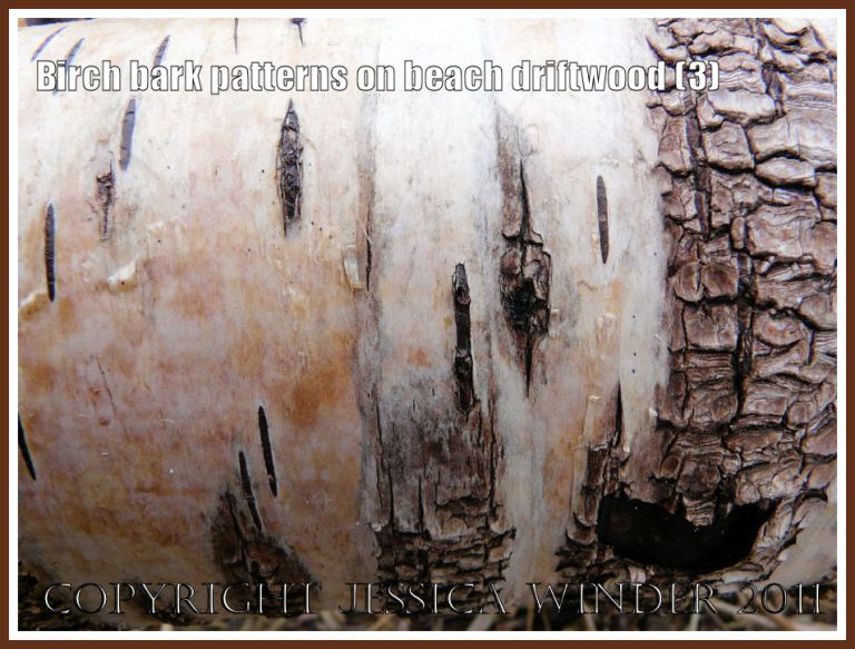 P1240129aBlog3 Contrasting light and dark colours, smooth and rough textures, and abstract versus reticulated pattern on a piece of Birch tree bark on driftwood at Whateford Sands, Gower, West Glamorgan, UK (3) Contrasting light and dark colours, smooth and rough textures, and abstract versus reticulated pattern on a piece of Birch tree bark on driftwood at Whateford Sands, Gower, West Glamorgan, UK (3)