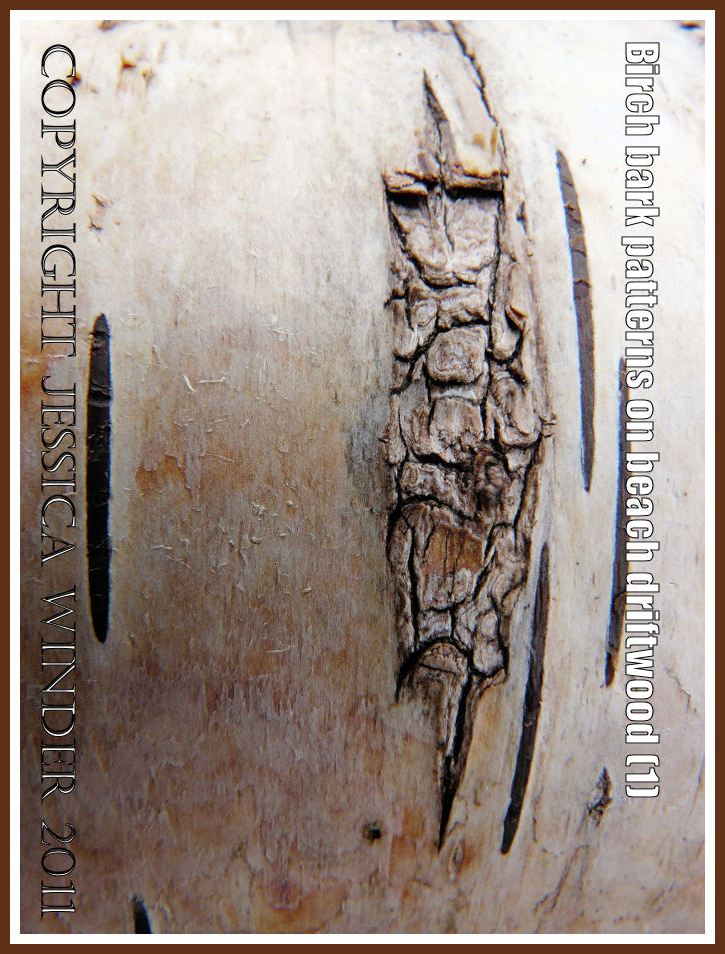P1240133aBlog1 Birch bark abstract pattern on driftwood from the strandline at Whiteford Sands, Gower, West Glamorgan, UK, (1) Birch bark abstract pattern on driftwood from the strandline at Whiteford Sands, Gower, West Glamorgan, UK, (1)