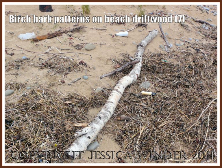 P1240134aBlog7 Silver Birch driftwood on the strandline at Whiteford Sands, Gower, West Glamorgan, UK (7) Silver Birch driftwood on the strandline at Whiteford Sands, Gower, West Glamorgan, UK (7)