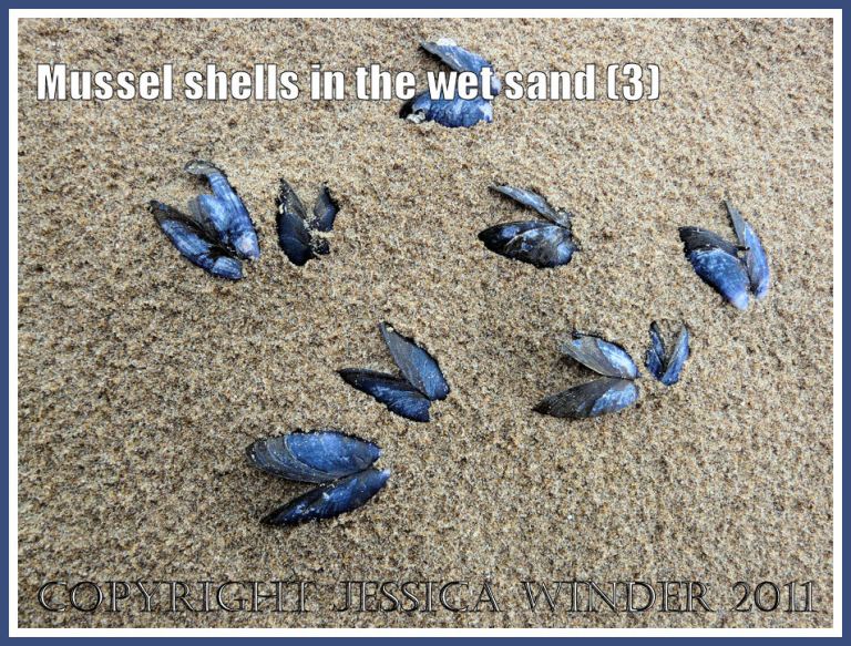 Empty mussels shells (Mytilus edulis L.) in the rain-pitted wet sand at Whiteford, Gower, West Glamorgan, UK (3)