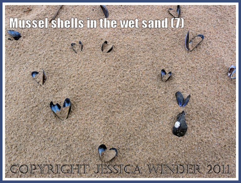Empty mussel shells (Mytilus edulis L.) in the rain-pitted wet sand at Whiteford, Gower, West Glamorgan, UK (7)