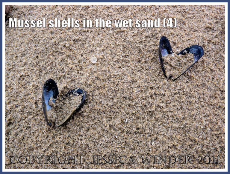 Two empty mussels shells (Mytilus edulis L.) in the rain-pitted wet sand at Whiteford, Gower, West Glamorgan, UK (4)