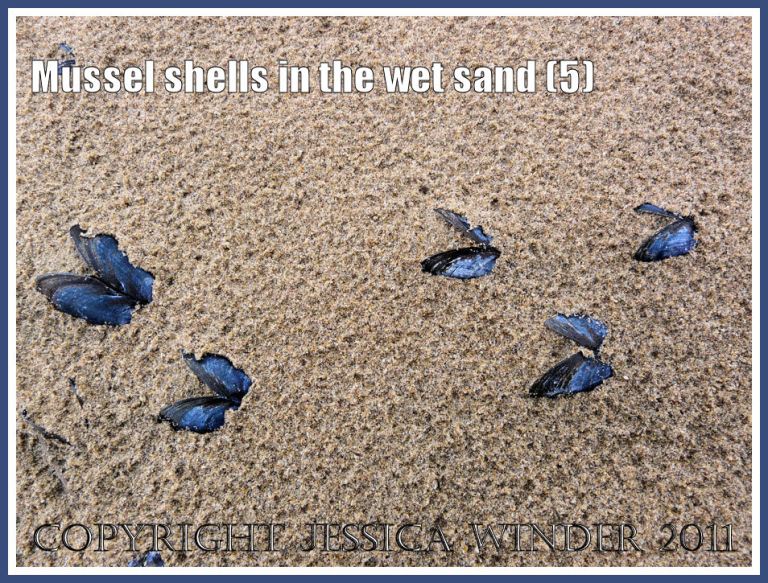 Empty mussels shells (Mytilus edulis L.) semi-embedded in the rain-pitted wet sand at Whiteford, Gower, West Glamorgan, UK (5)