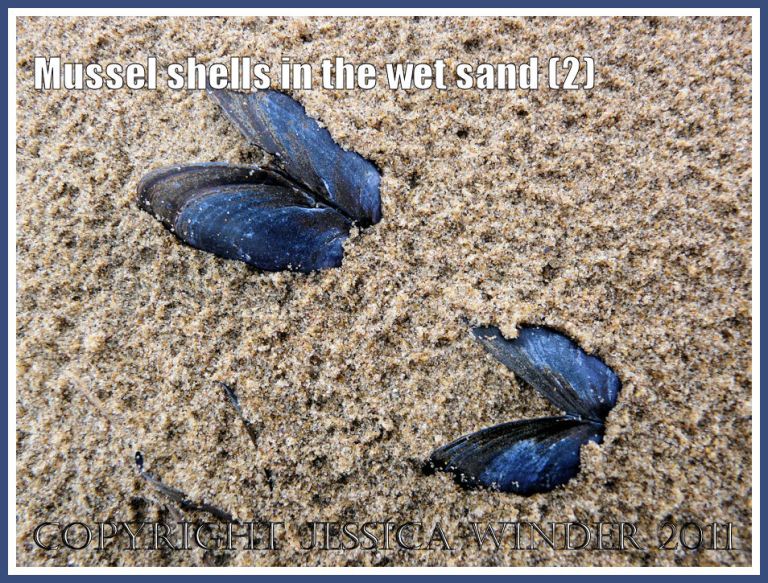 Two empty common mussel shells (Mytilus edulis L.) on the rain-pitted wet sand of Whiteford Beach, Gower, West Glamorgan, UK (2)