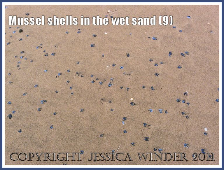 Some of the many thousands of empty mussel shells (Mytilus edulis L.) scattered across the beach in the rain-pitted wet sand at Whiteford, Gower, West Glamorgan, UK (9)