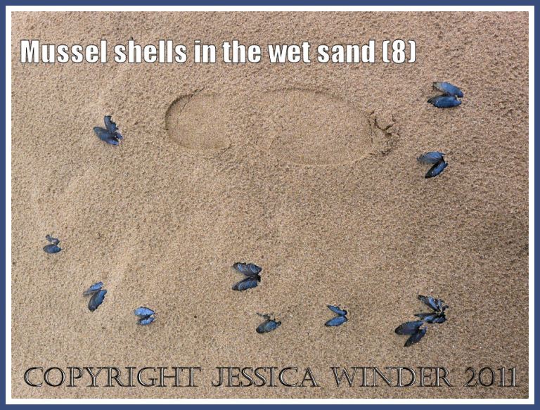 Empty mussel shells (Mytilus edulis L.) with a footprint in the rain-pitted wet sand at Whiteford, Gower, West Glamorgan, UK (8)