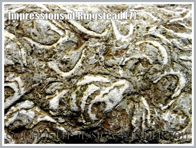 P1250042aBlog7 Rock full of fossil Myophorella clavellata bivalve mollusc shells at Ringstead Bay, Dorset, UK, part of the Jurassic Coast, 2 March 2010 (7) Bivalve fossils at Ringstead Bay: Rock full of fossil Myophorella clavellata bivalve mollusc shells at Ringstead Bay, Dorset, UK, part of the Jurassic Coast, 2 March 2010 (7)