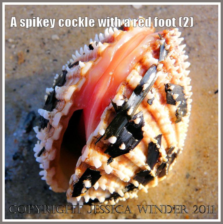 A Prickly Cockle with the red foot just visible within the gaping shell at Studland Bay, Dorset, UK - part of the Jurassic Coast (2)