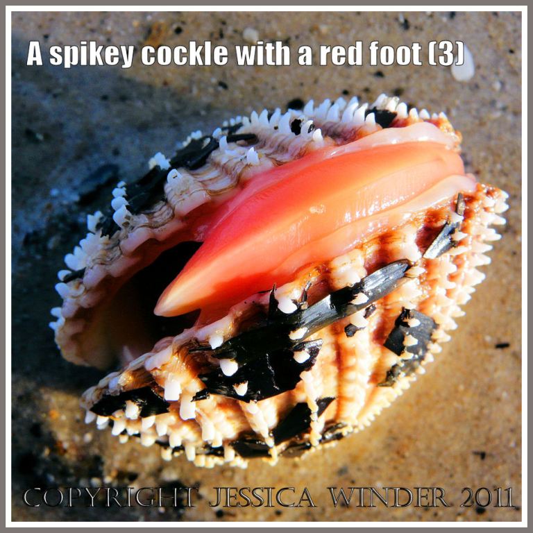 A Prickly Cockle with the red foot just beginning to emerge from the gaping shell at Studland Bay, Dorset, UK - part of the Jurassic Coast (3)