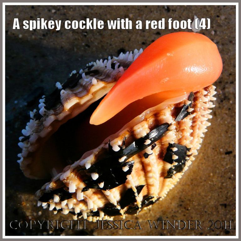 A Prickly Cockle with the red foot unfolding and protruding from the gaping shell at Studland Bay, Dorset, UK - part of the Jurassic Coast (4)