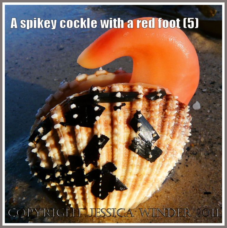 A Prickly Cockle with the red foot partially unfolded and extending from the gaping shell at Studland Bay, Dorset, UK - part of the Jurassic Coast (5)