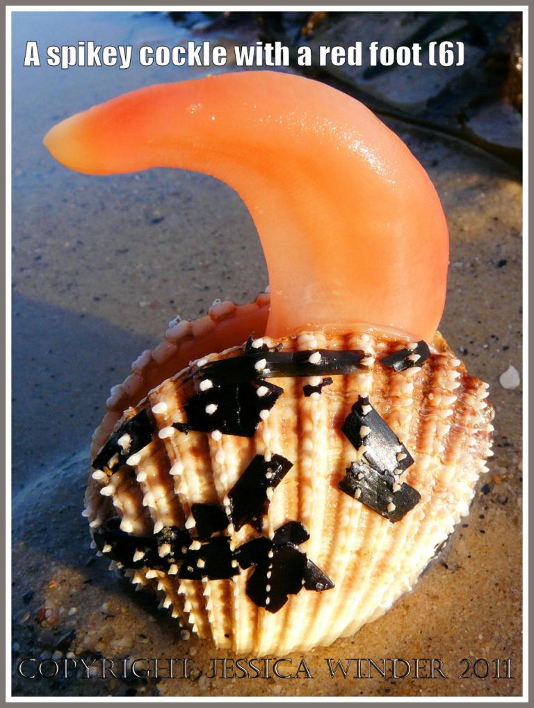 A Prickly Cockle with the red foot arching out of the gaping shell at Studland Bay, Dorset, UK - part of the Jurassic Coast (6)