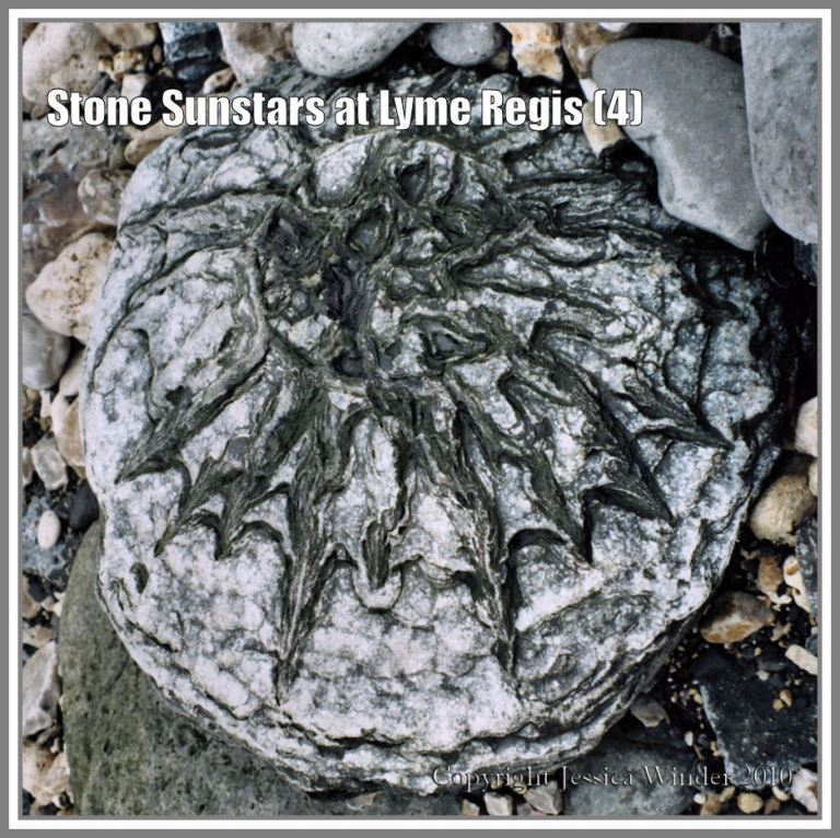 Sunstar stone from Lyme Regis, Dorset, UK, on the Jurassic Coast (4) Sunstar stone from Lyme Regis, Dorset, UK, on the Jurassic Coast (4)