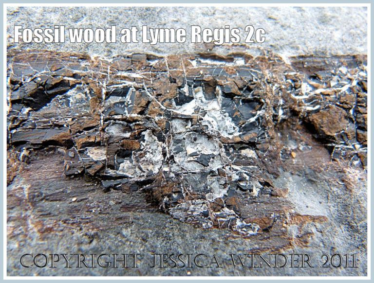 Close-up of fossil wood texture exposed on the outer surface of a boulder of Lias limestone on Monmouth Beach at Lyme Regis, Dorset, UK on the Jurassic Coast (2c)