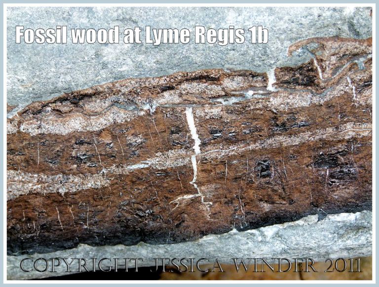 Detail of fossil wood exposed on the outer surface of a boulder of Lias limestone on Monmouth Beach at Lyme Regis, Dorset, UK on the Jurassic Coast (1b)