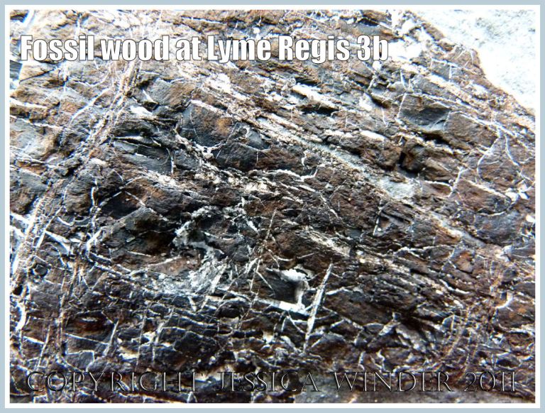 Close-up of fossil wood texture exposed on the outer surface of a boulder of Lias limestone on Monmouth Beach at Lyme Regis, Dorset, UK on the Jurassic Coast (3b)