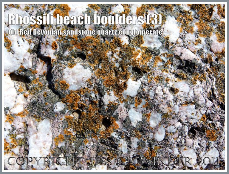 Rhossili rock texture: Close-up photograph of a large boulder of quartz conglomerate with lichen, from the Old Red Devonian Sandstone strata of Rhossili Down, lying on Rhossili Beach, Gower, South Wales, UK (3)