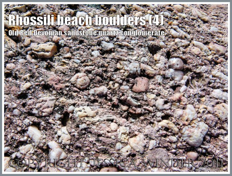 Rhossili rock texture: Close-up photograph of a large boulder of pink and white quartz conglomerate with lichen, from the Old Red Devonian Sandstone strata of Rhossili Down, lying on Rhossili Beach, Gower, South Wales, UK (4)