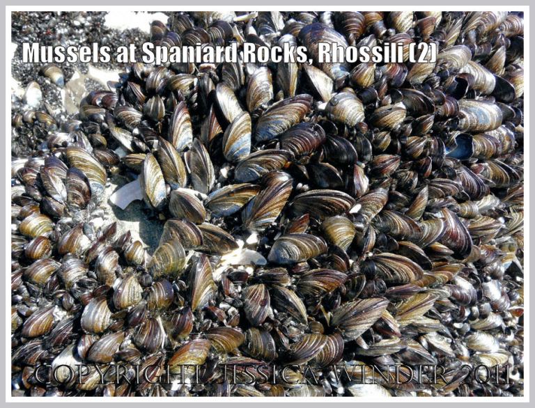 P1010675aBlog2 Common edible mussels, Mytilus edulis Linnaeus, growing at Spaniard Rocks, Rhossili Bay, Gower, South Wales, UK (2) Common edible mussels, Mytilus edulis Linnaeus, growing at Spaniard Rocks, Rhossili Bay, Gower, South Wales, UK (2)