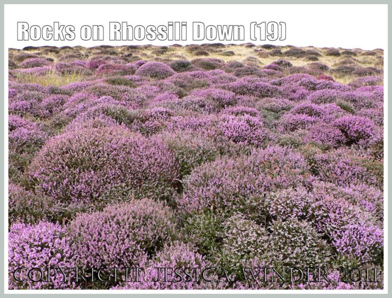 Carpet of pink blooms on Rhossili Down: Acres of pink-flowered heather and ling tussocks on top of Rhossili Down, Gower, South wales, UK (19)