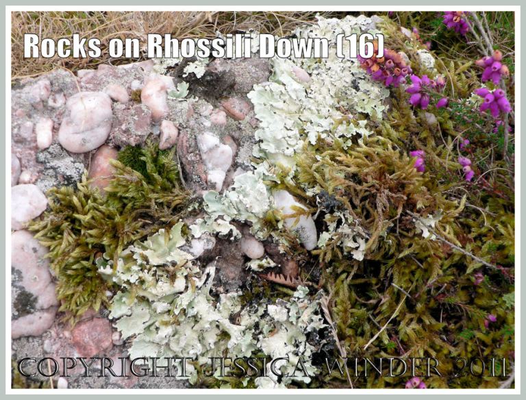 Rocks on Rhossili Down: Quartz conglomerate rock from the Old Red Devonian Sandstones of Rhossili Down, Gower, South Wales, UK, with lichens, moss, and flowering ling (16)