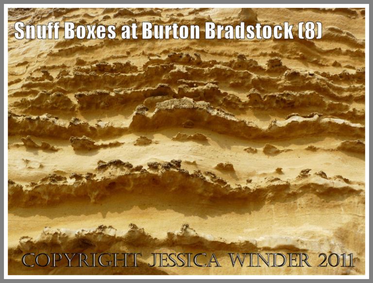 Detail of the cliff face at Burton Bradstock, Dorset, UK - part of the Jurassic Coast - showing calcite cemented cyclical horizons projecting from the cliff as result of weathering (8)