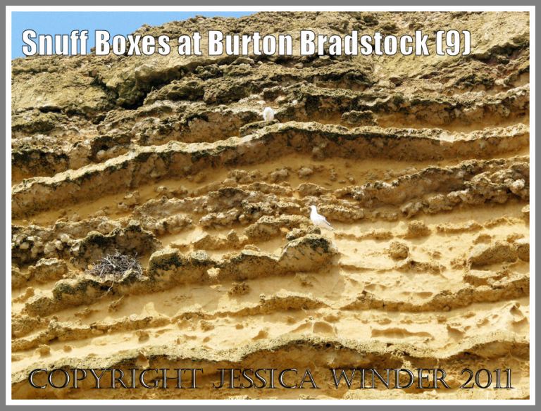Detail of the cliff face at Burton Bradstock, Dorset, UK - part of the Jurassic Coast - showing gulls nesting on the ledges created by projecting calcite-cemented bands within the Bridport Sands; with a darker brown layer of Inferior Oolite above (9)