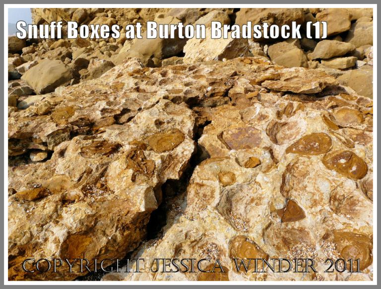 Geology at Burton Bradstock: "Snuff-boxes" in a boulder of Inferior Oolite on the beach from a rock fall of the cliff at Burton Bradstock, Dorset, UK - part of the Jurassic Coast (1)