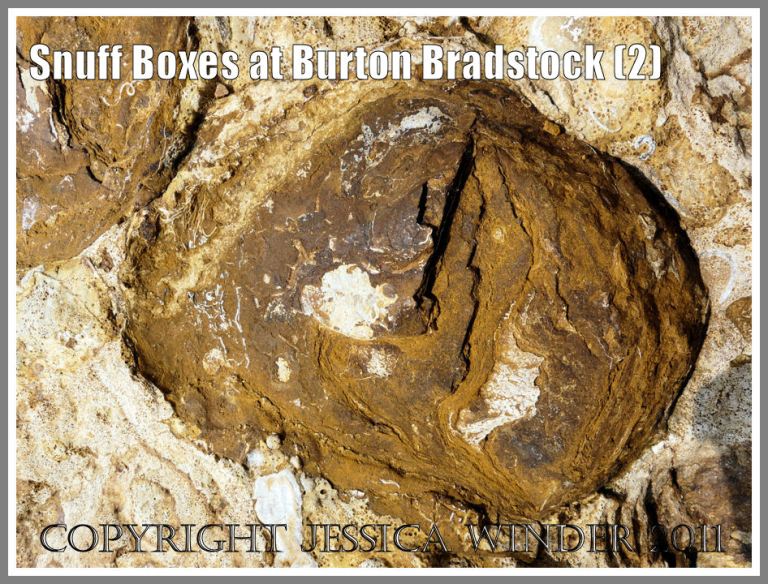 Burton Bradstock rocks: "Snuff-box" from the Red Bed of the Inferior Oolite at Burton Bradstock, Dorset, UK - part of the Jurassic Coast (2)