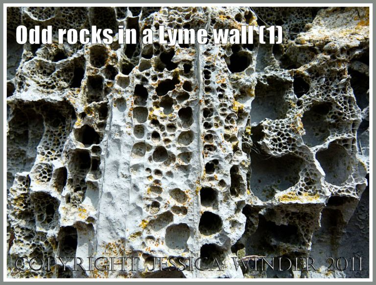 Rock texture: Close up detail of natural pattern in rock with holes in a sea wall at Lyme Regis, Dorset, UK, on the Jurassic Coast (1)