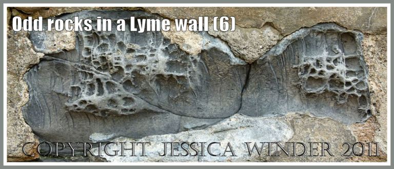 Rock with holes: Close up detail of natural pattern and texture in rock with holes in a sea wall at Lyme Regis, Dorset, UK, on the Jurassic Coast (6)