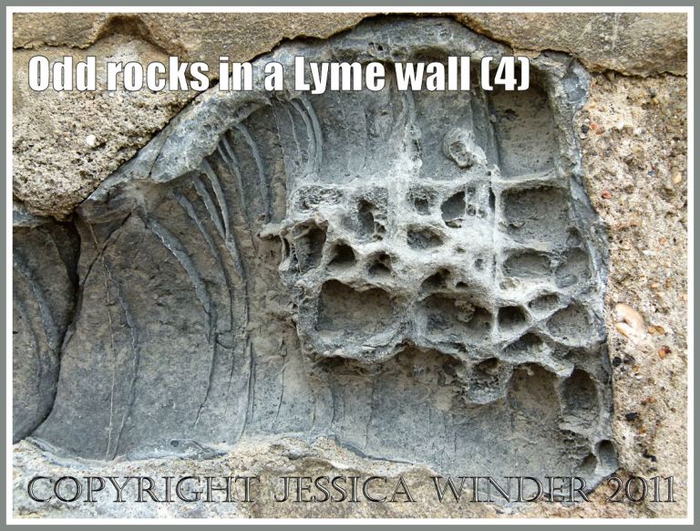 Rock pattern and texture: Close up detail of natural pattern and texture in rock with holes in a sea wall at Lyme Regis, Dorset, UK, on the Jurassic Coast (4)
