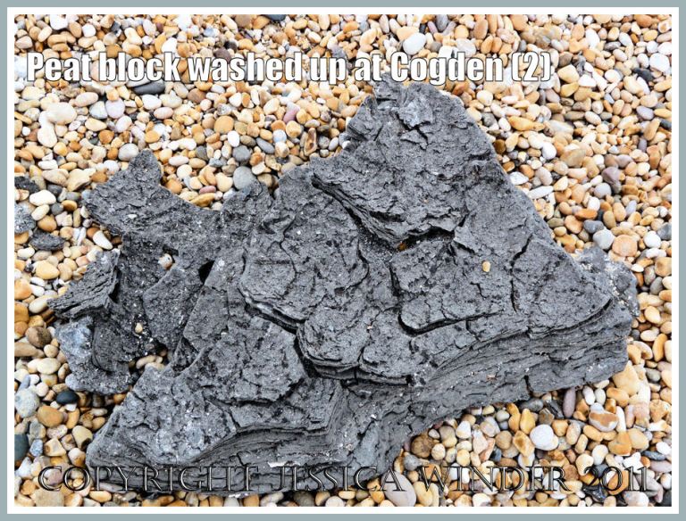 Ancient peat block thrown up by storms onto the shingle bank at Cogden Beach, Dorset, UK - part of the Jurassic Coast - from a peat bed underlying the mobile sediments of the seashore (2)