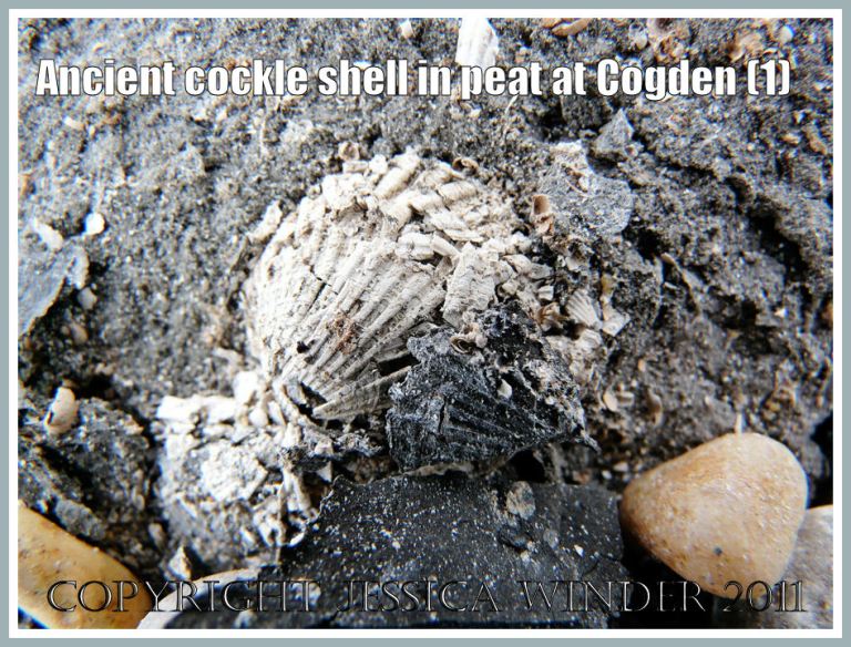 Fragile remains of a 6,000 year old cockle shell from a peat deposit beneath the shingle bank at Cogden Beach, Dorset, UK - part of the Jurassic Coast (1)